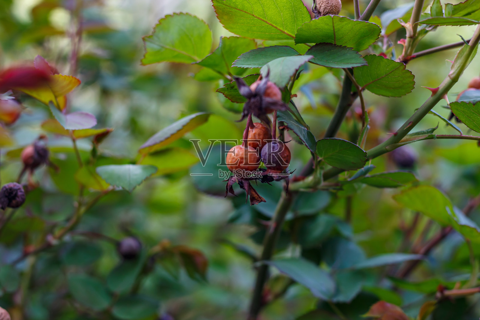 去年玫瑰果在灌木的眼睑上照片摄影图片