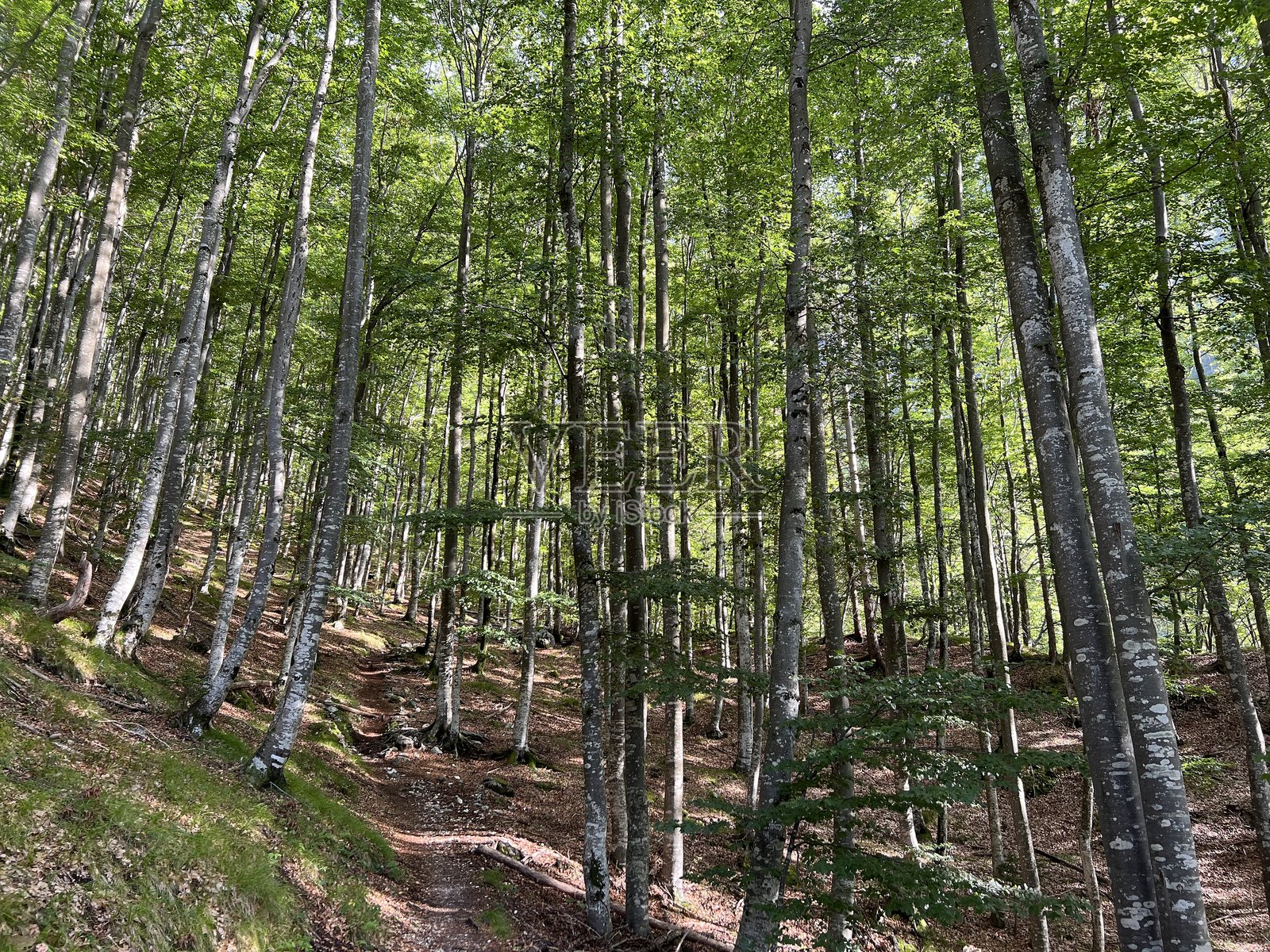 斯洛文尼亚特里格拉夫国家公园，曼加特山下的弗拉塔里察溪峡谷的混合落叶林照片摄影图片