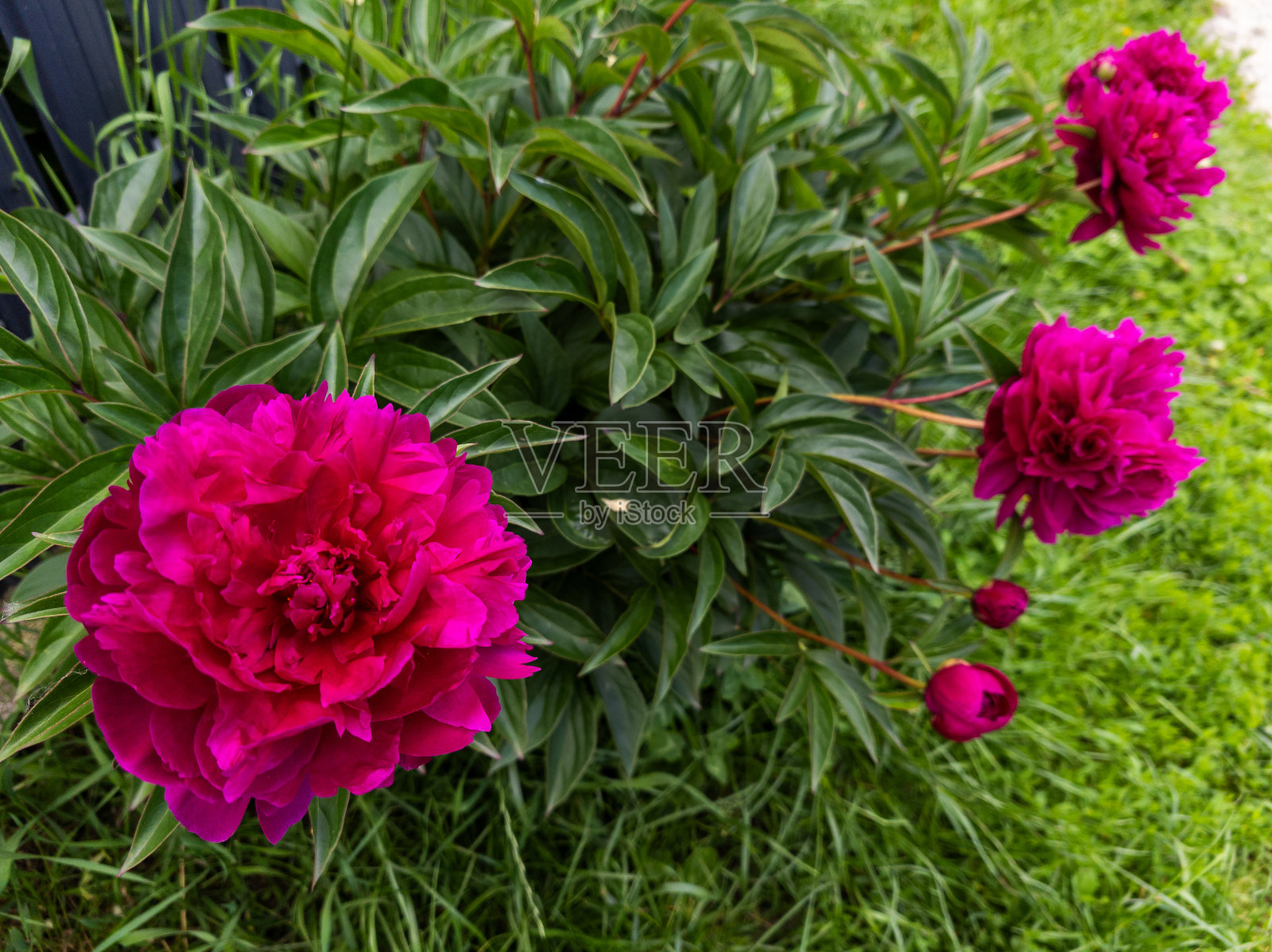 花园中一群粉色的牡丹花与绿色的草坪相映成趣照片摄影图片