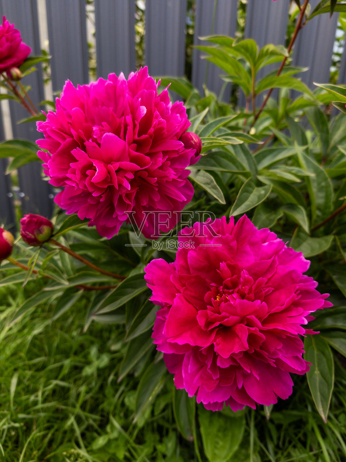 两朵粉色牡丹花在木栅栏前照片摄影图片