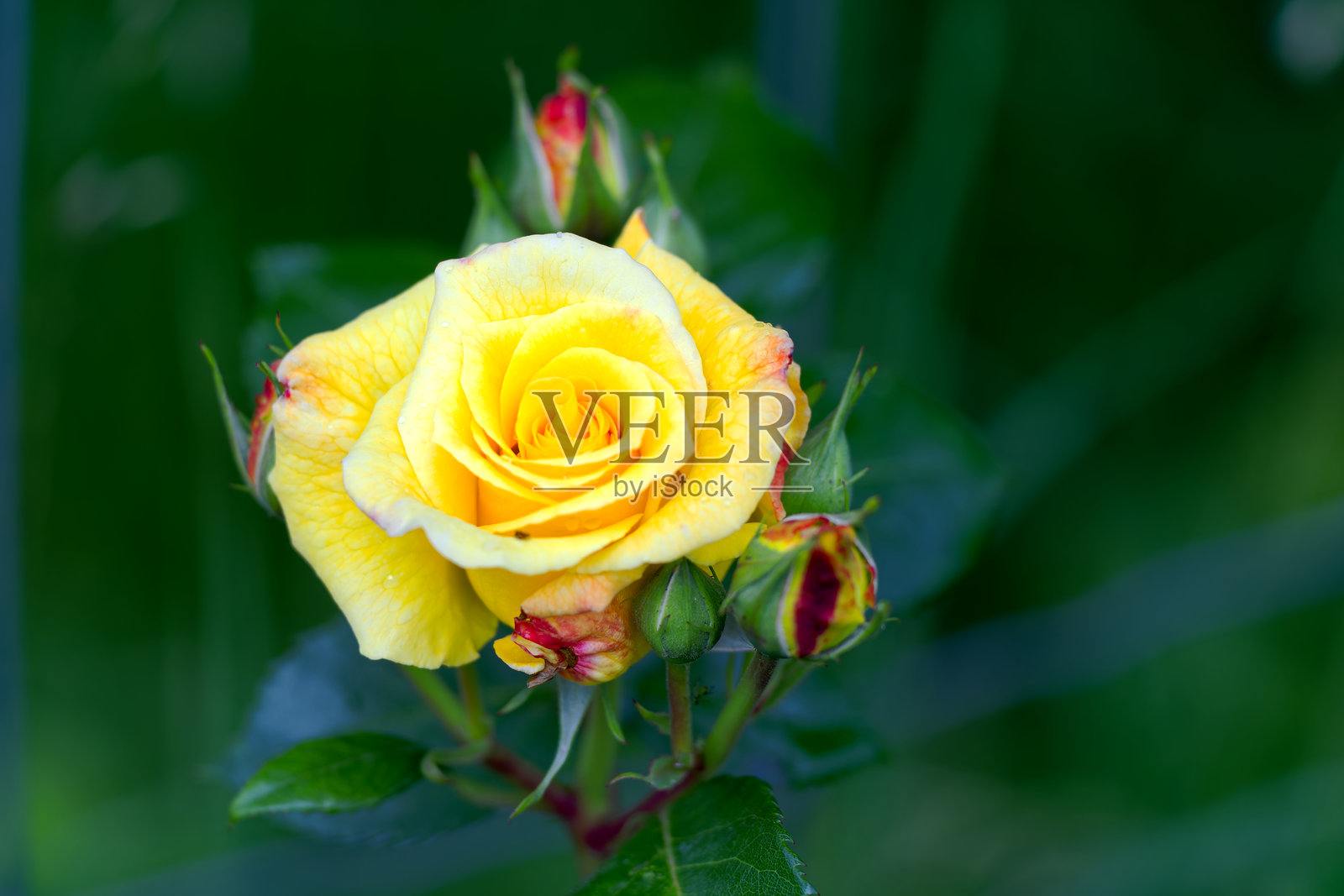 瑞士苏黎世春晨花园中黄色玫瑰花的特写。照片摄影图片