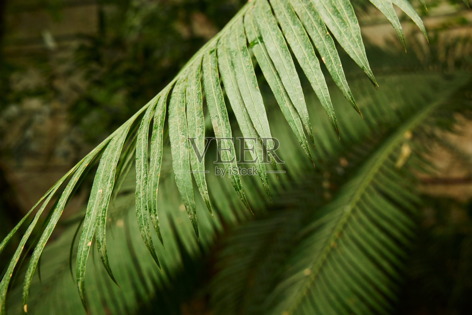 热带温室。棕榈科的木本植物。特写照片摄影图片