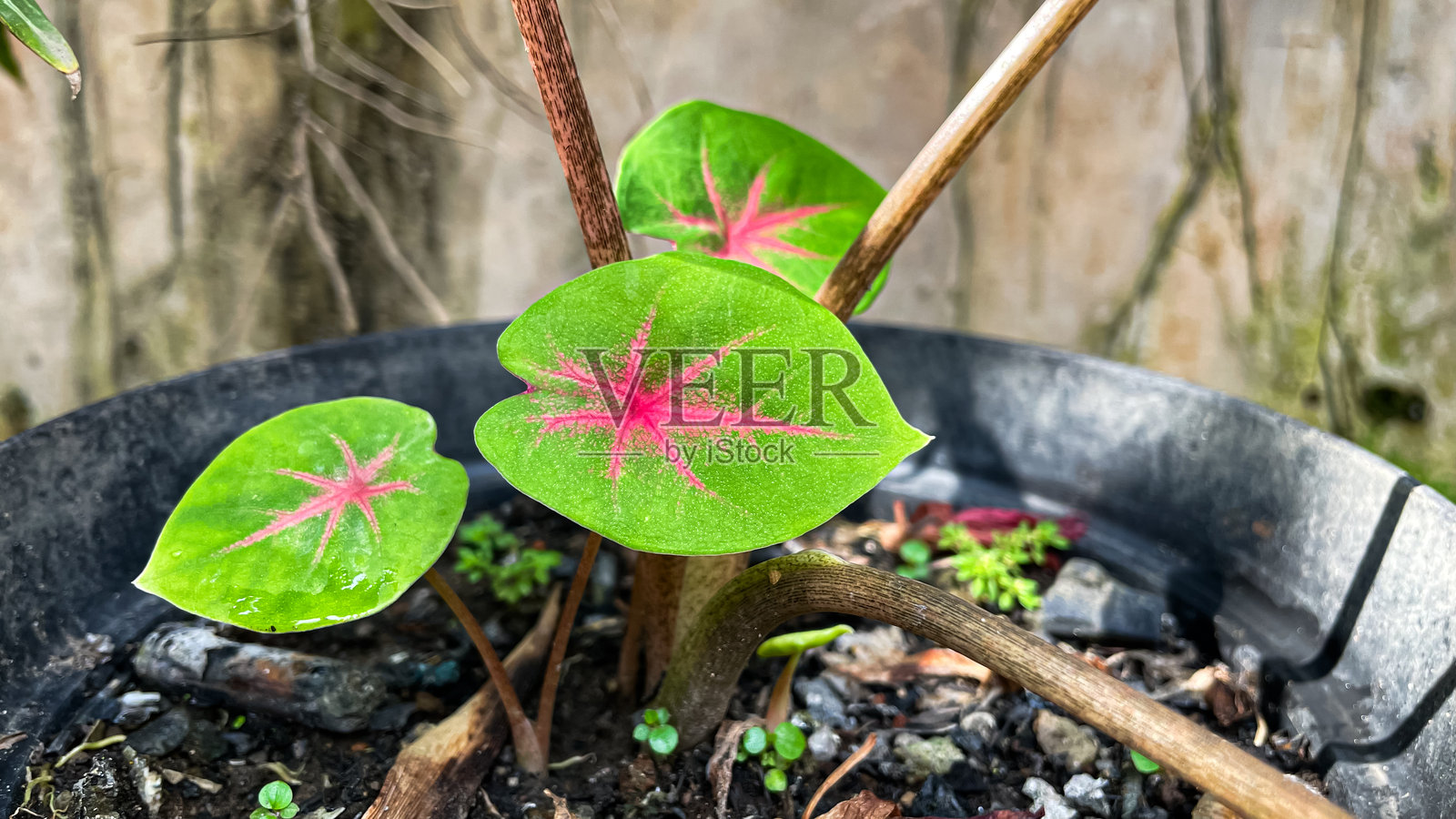 年轻的彩叶芋植物，心形叶片色彩鲜艳 – 彩叶芋。照片摄影图片