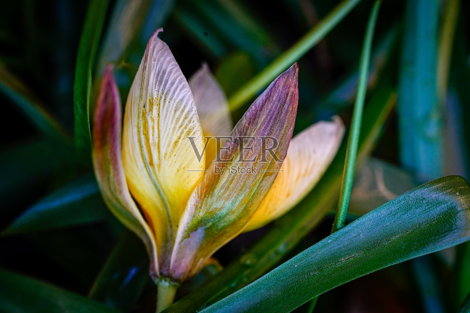 绿叶间的花朵，特写摄影照片摄影图片