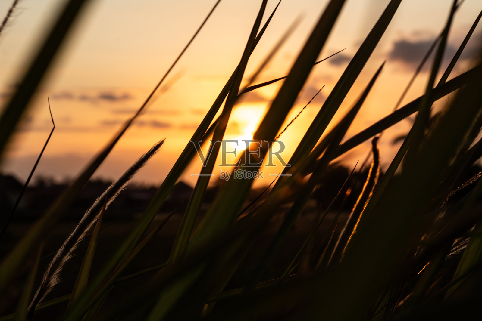 逆光下的草地与日落余晖照片摄影图片