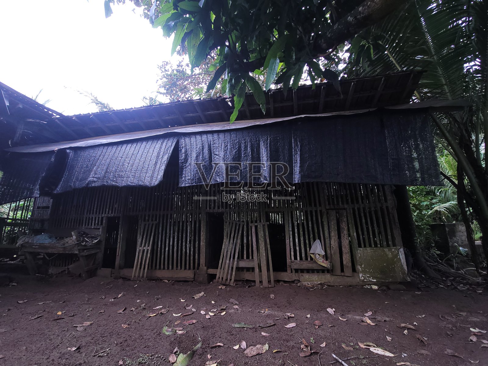 自由放养鸡舍照片摄影图片