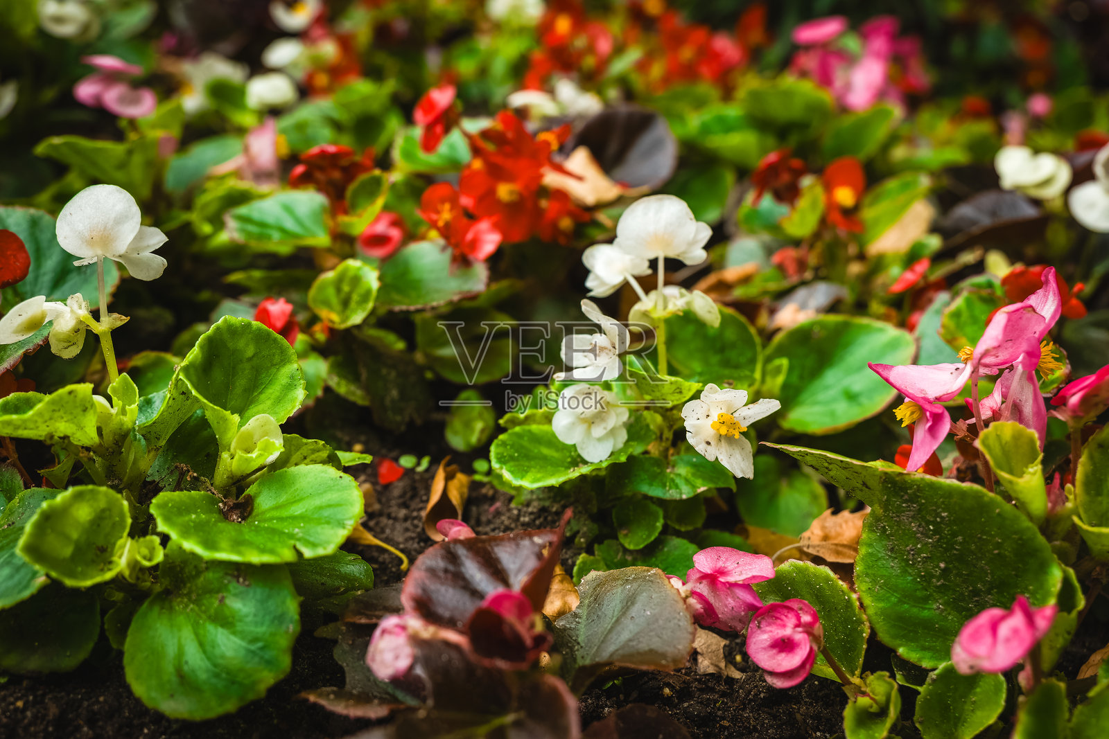 生机勃勃的花园绽放展示了大自然的艺术，在春季的多彩花卉展览中。照片摄影图片