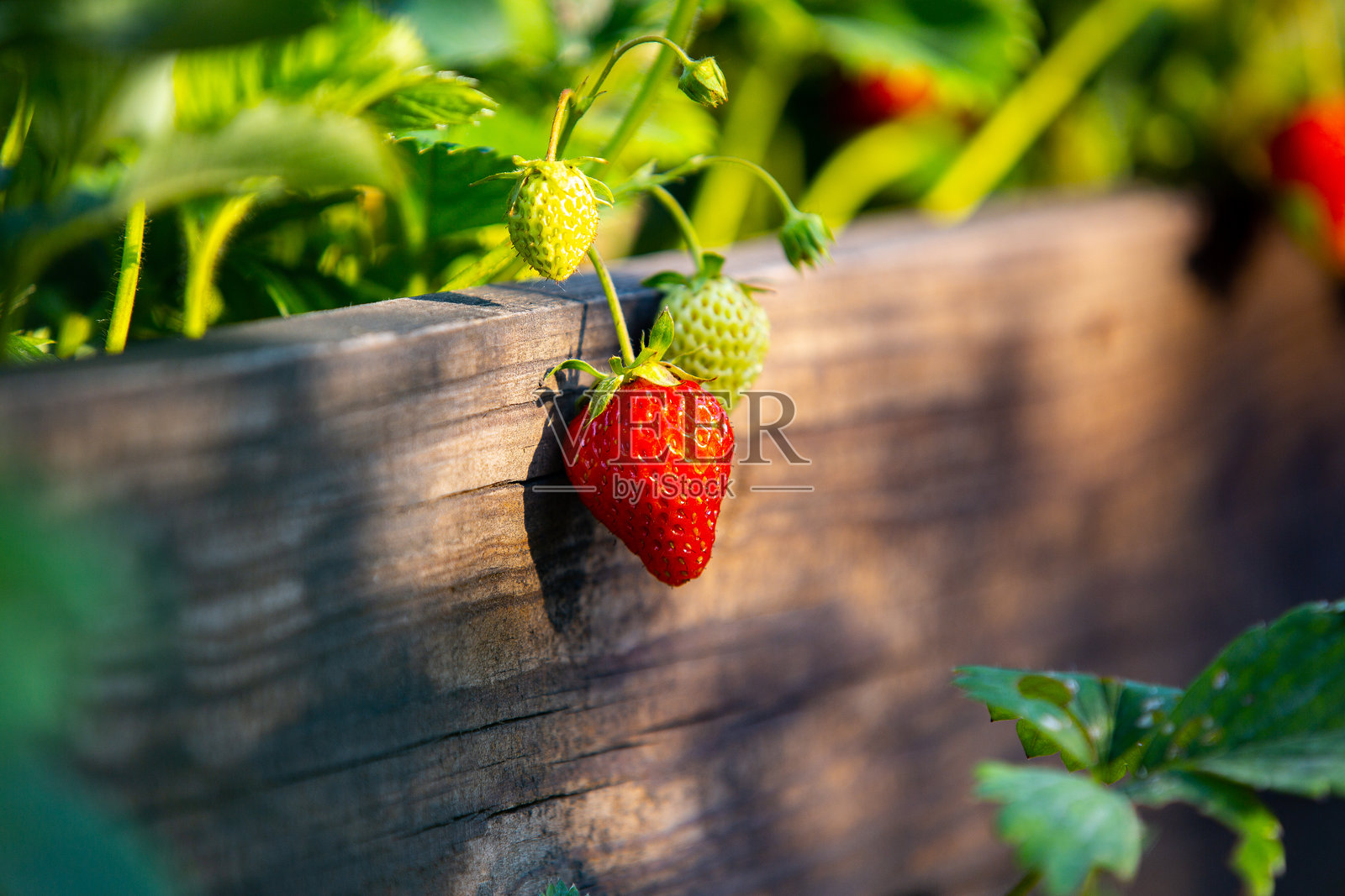 成熟的红色克鲁布尼克在床上，草莓收获季节照片摄影图片