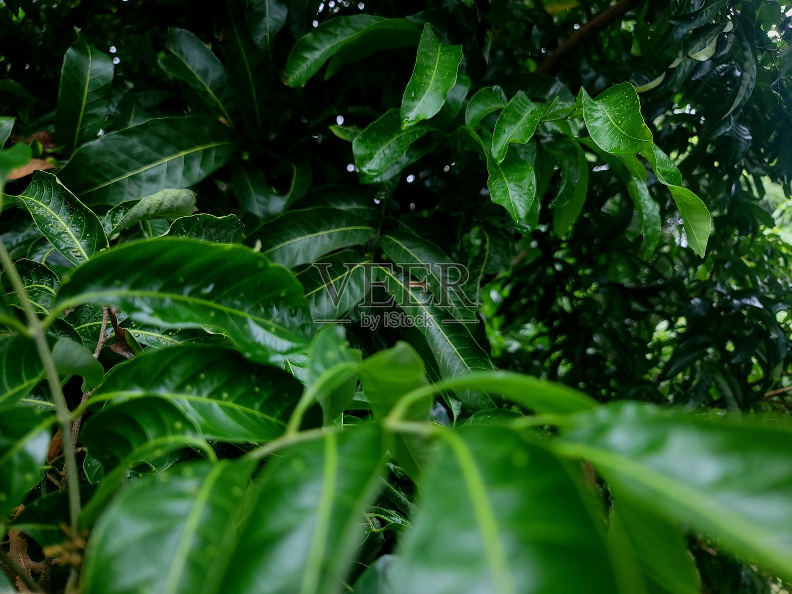 绿色叶子照片摄影图片