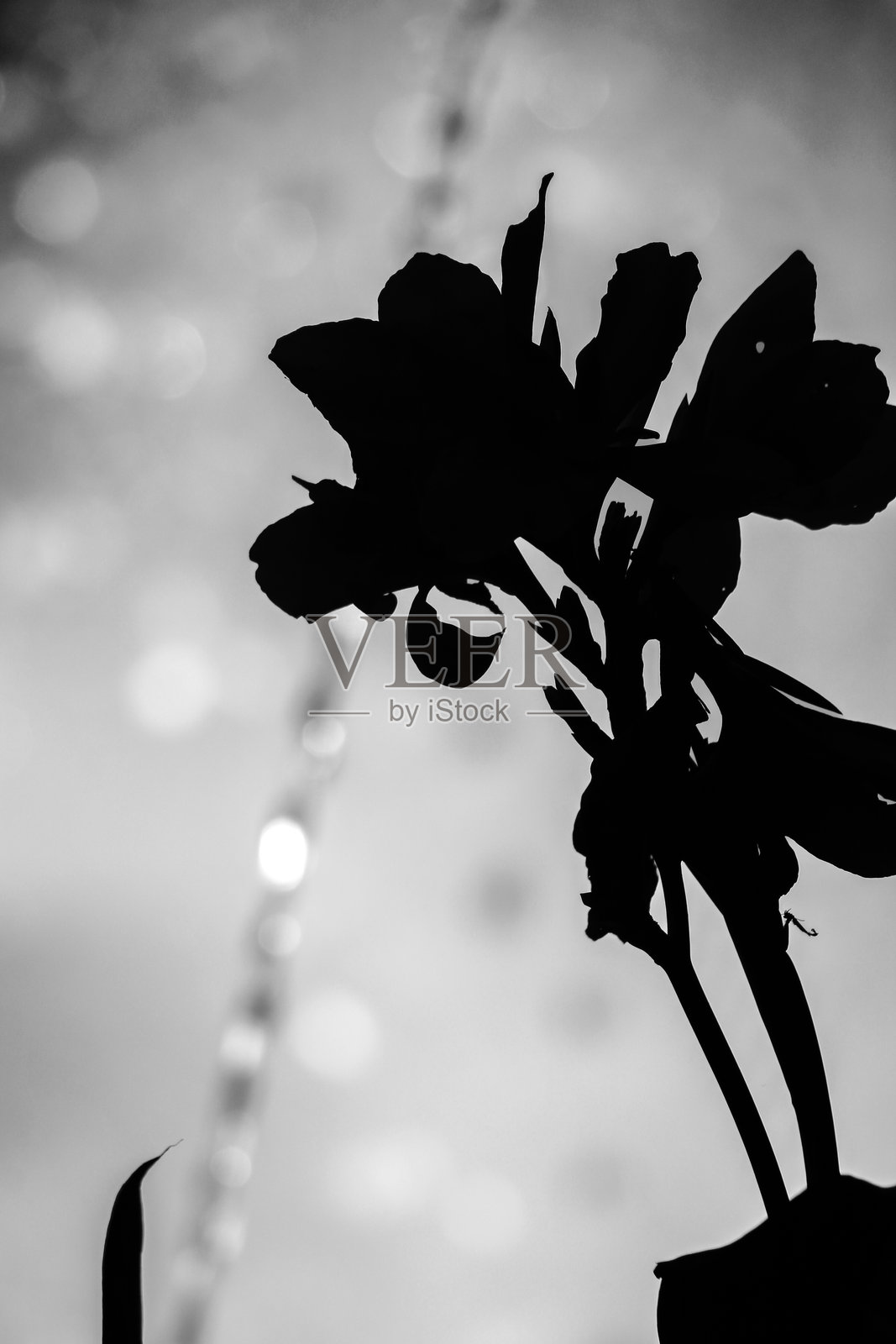 阿利坎特广场照片摄影图片