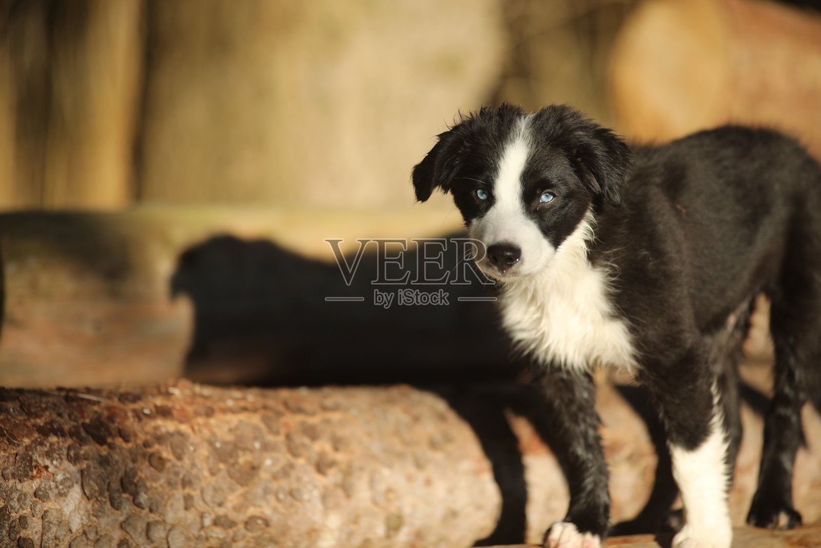 黑白狗站在一根原木上照片摄影图片