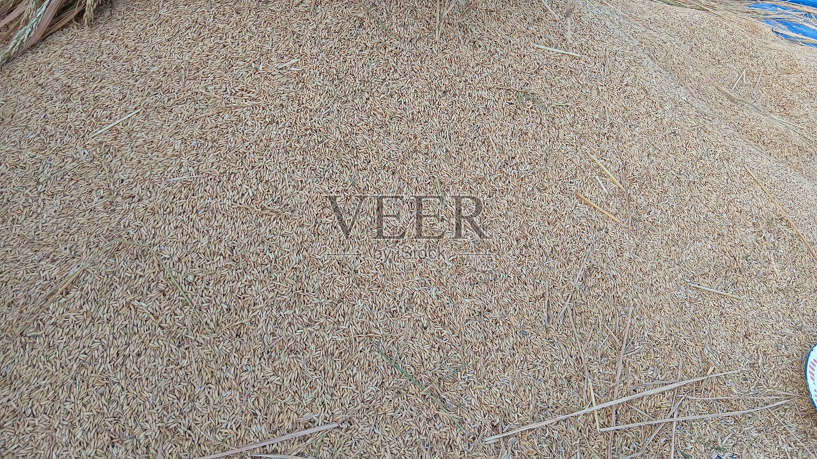 一堆米粒照片摄影图片