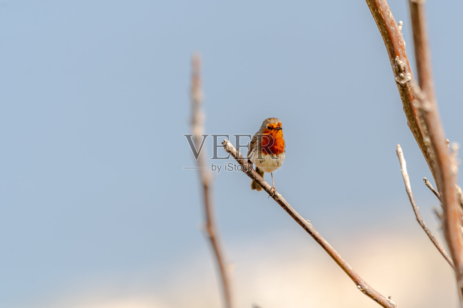 鸟栖息在乡村果园中。照片摄影图片
