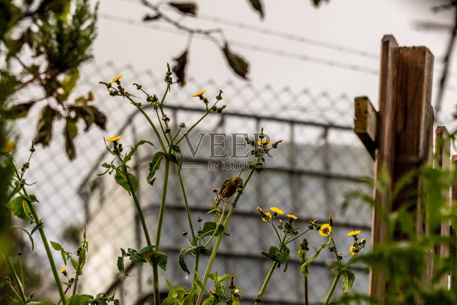 鸟栖息在乡村果园中。照片摄影图片