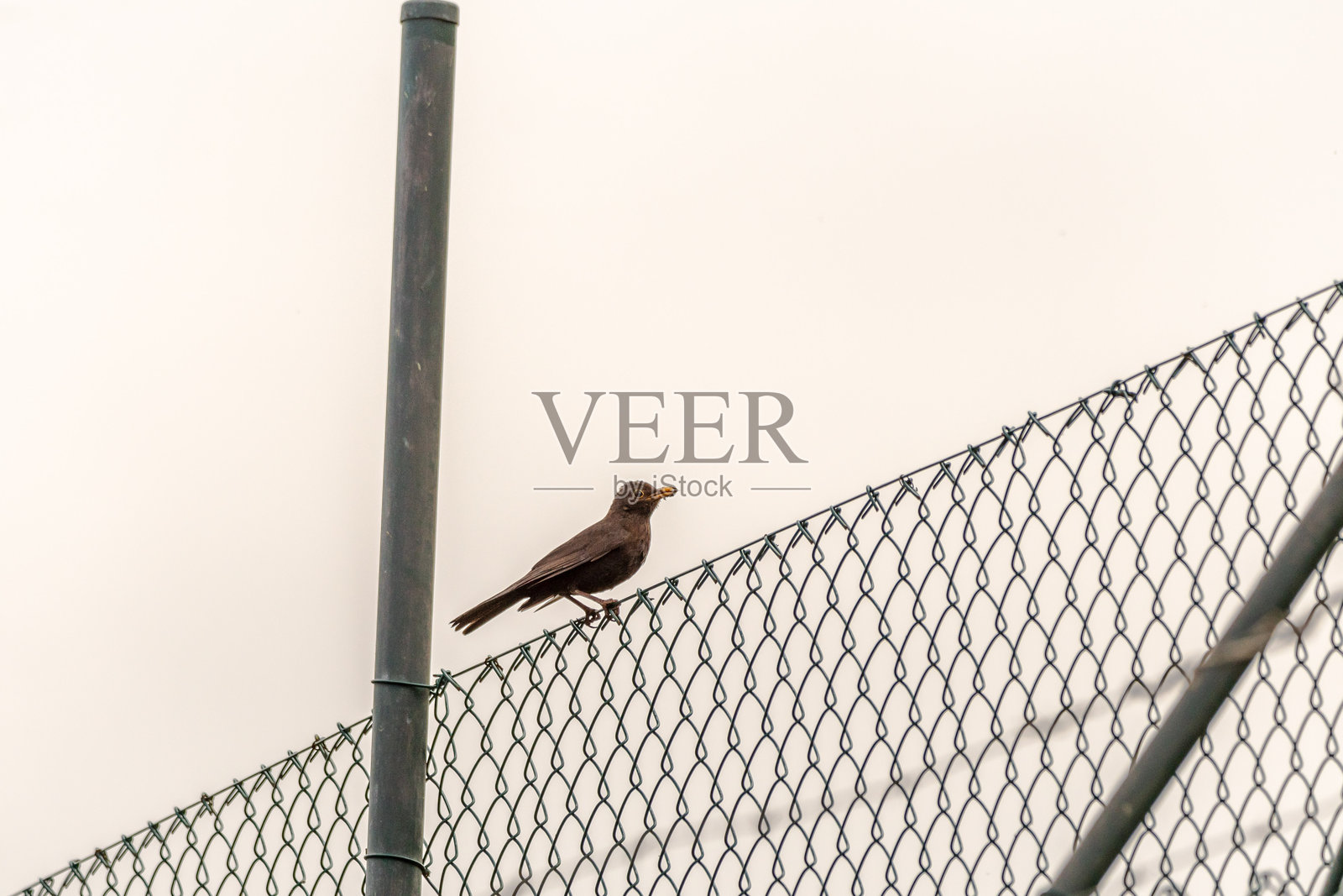 鸟栖息在乡村果园中。照片摄影图片