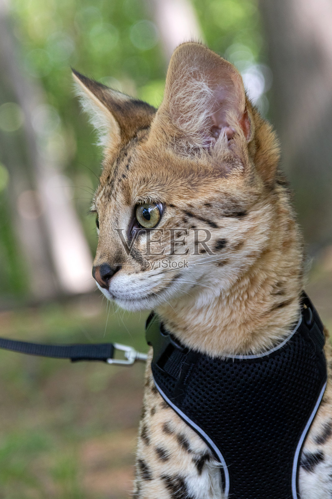 森林中带着牵引绳和背带的F1代萨凡纳猫照片摄影图片