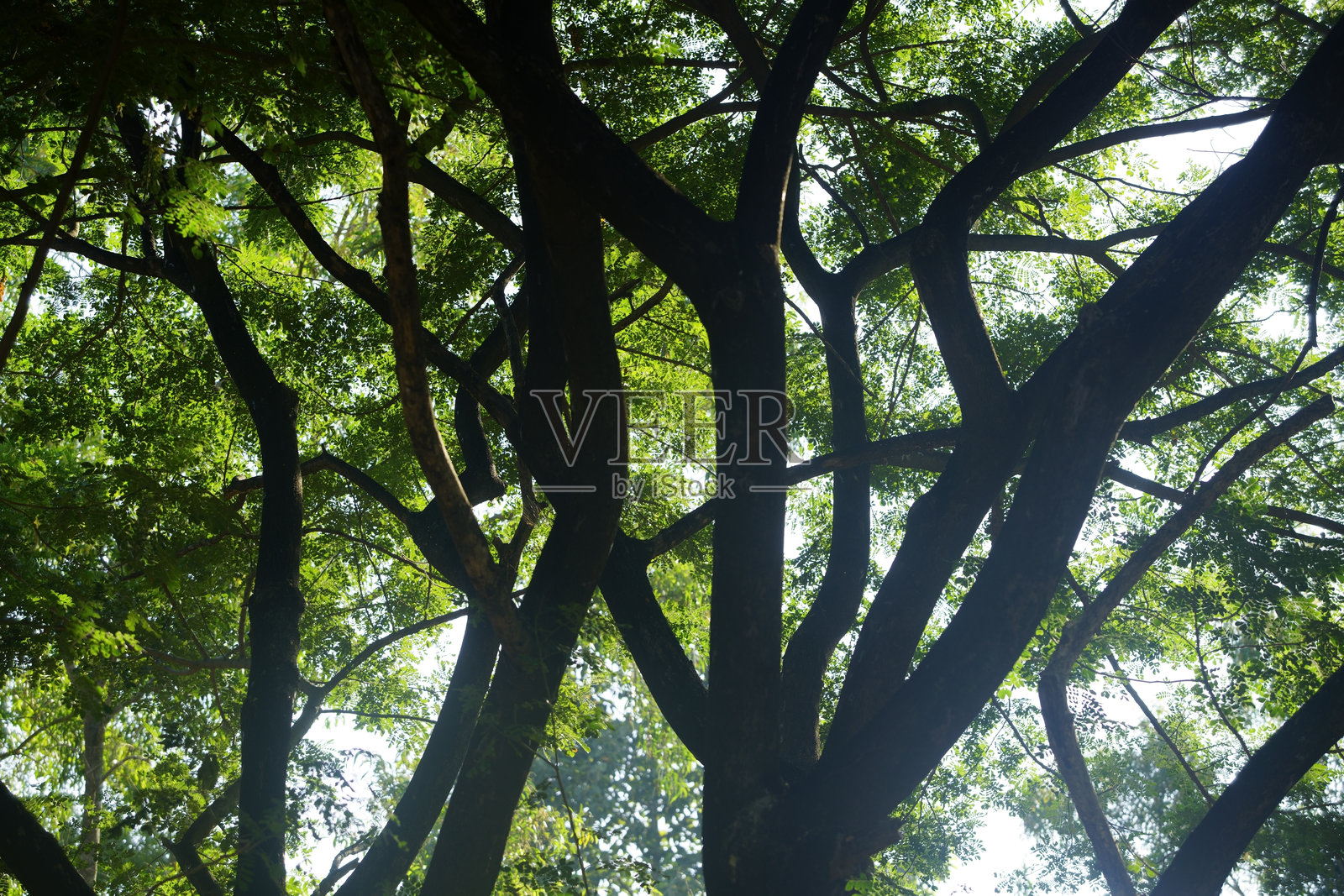 美丽的树冠展示复杂的树枝图案照片摄影图片