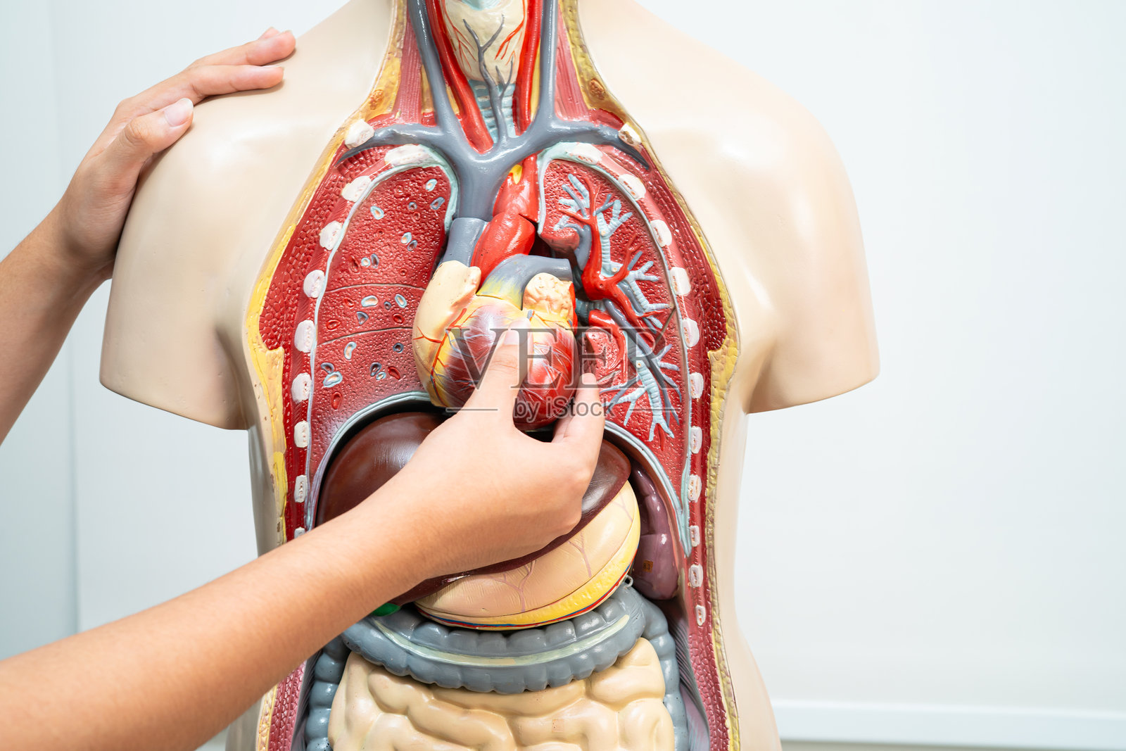 高中课堂上，青少年学生正在使用人体模型学习解剖生物学。照片摄影图片