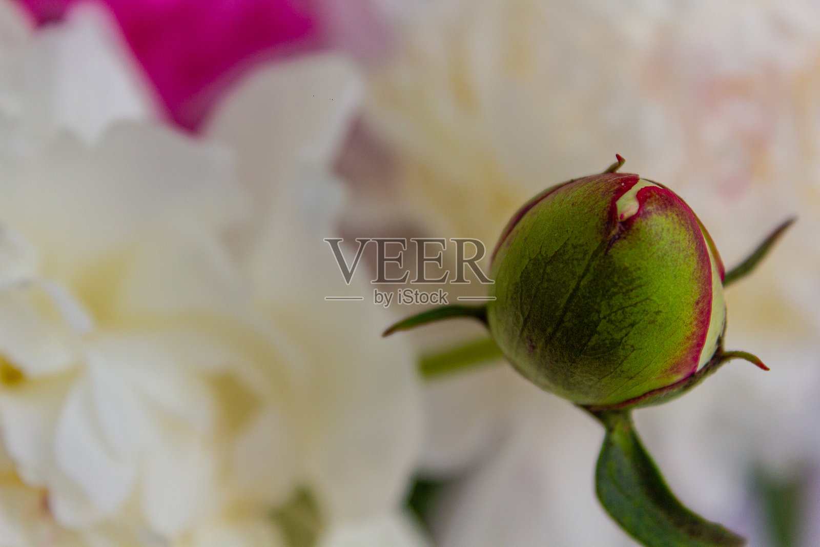 花朵，牡丹，白色牡丹，粉色牡丹，闭合的花蕾，粉白色背景照片摄影图片