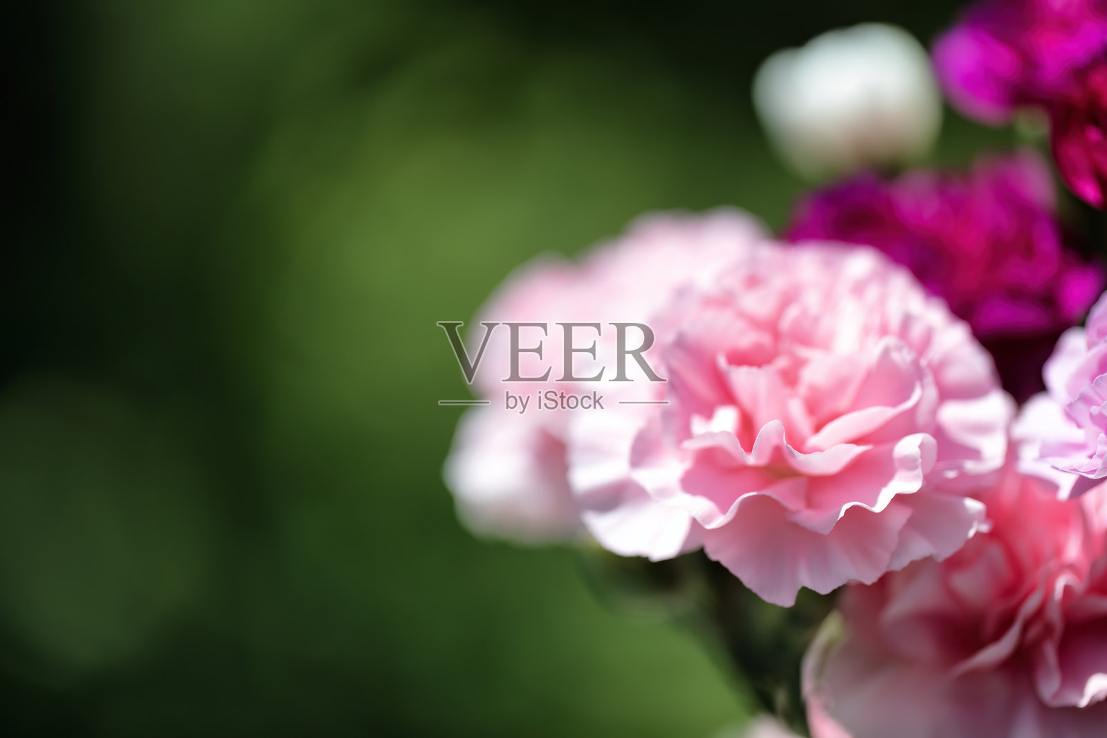 特写镜头展示了一朵盛开的五彩缤纷的粉色康乃馨，背景中有其他花朵，留有充足的空白区域。照片摄影图片