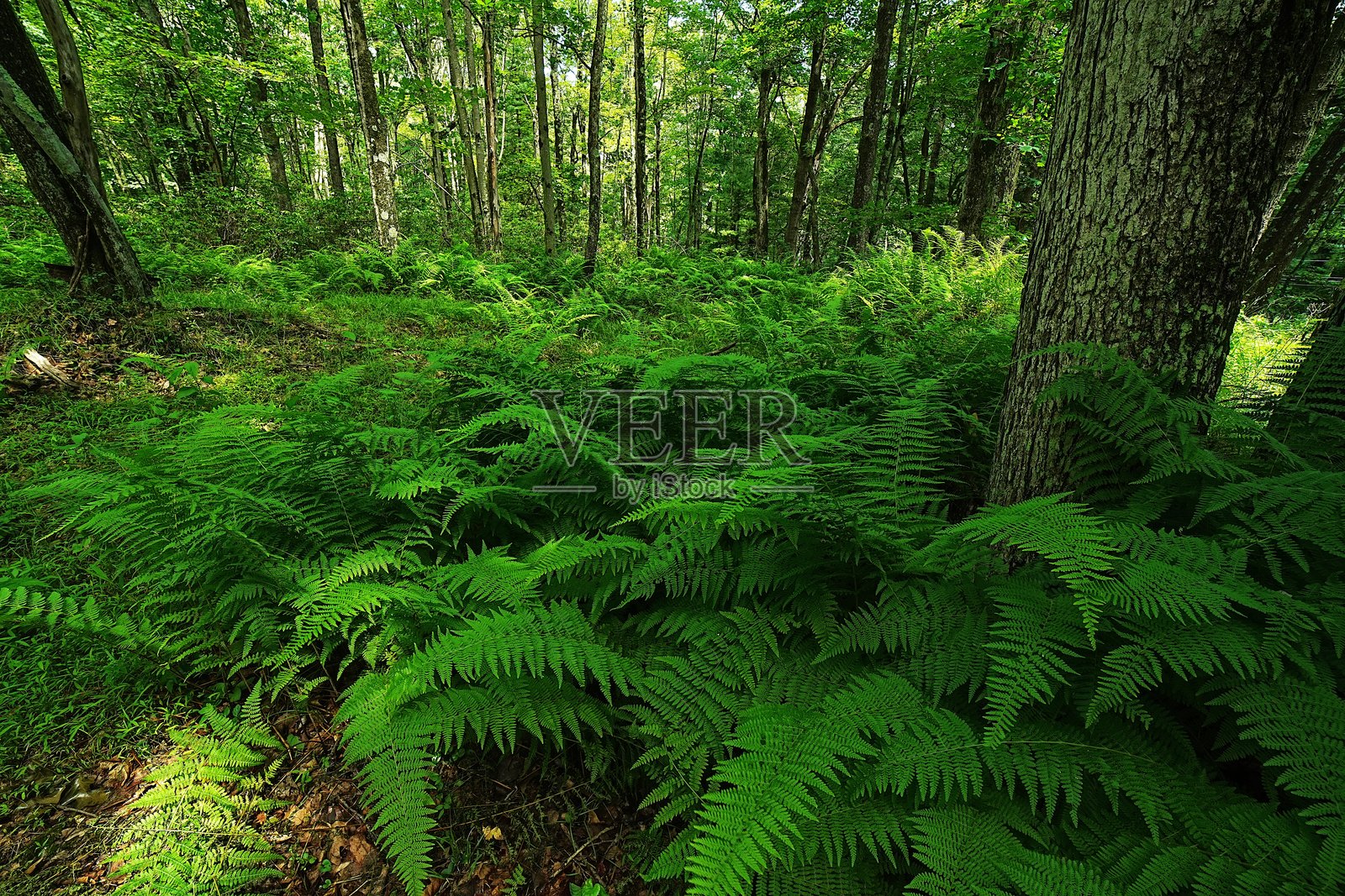 宾夕法尼亚州提奥加州立森林中的蕨类植物下层植被照片摄影图片