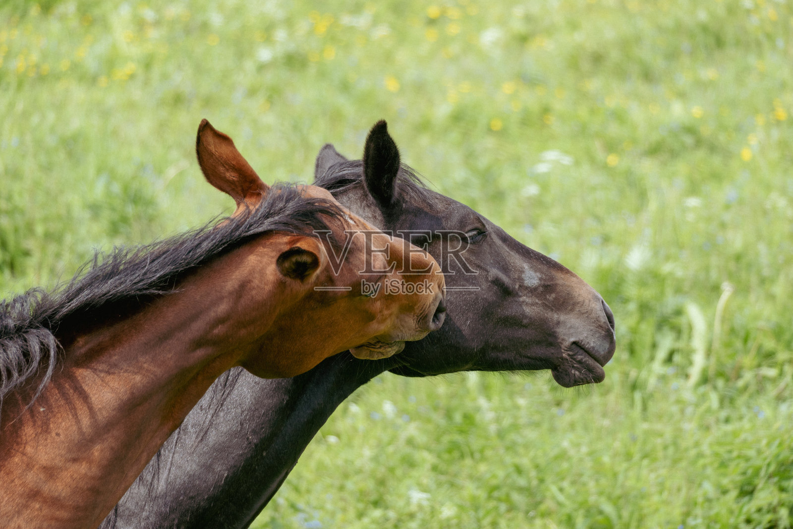 两匹马在夏季田野中亲密互动，温和的马匹行为在乡村草地上被捕捉。照片摄影图片