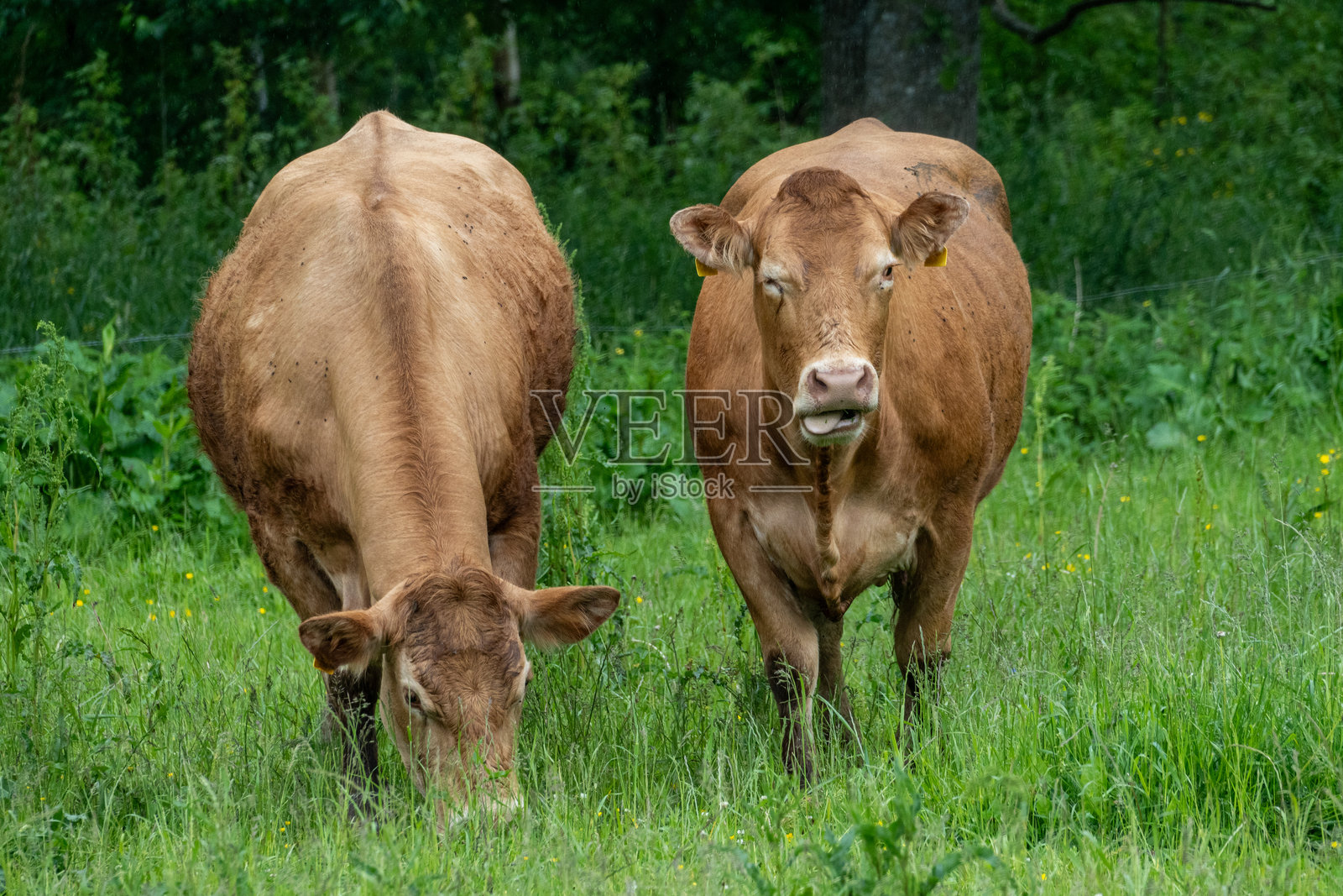 两头棕色奶牛在夏季草地上吃草，一头朝着镜头看，表情悠闲。照片摄影图片