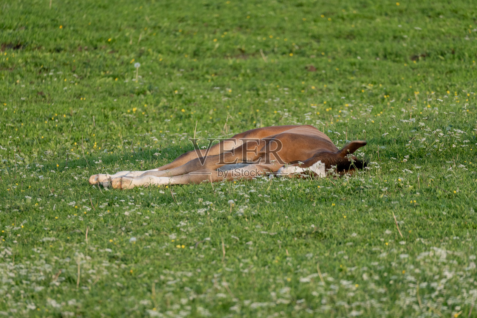 在绿草如茵的野花丛中睡觉的小马驹，宁静的年轻马在夏季乡村场景中躺在草地上照片摄影图片