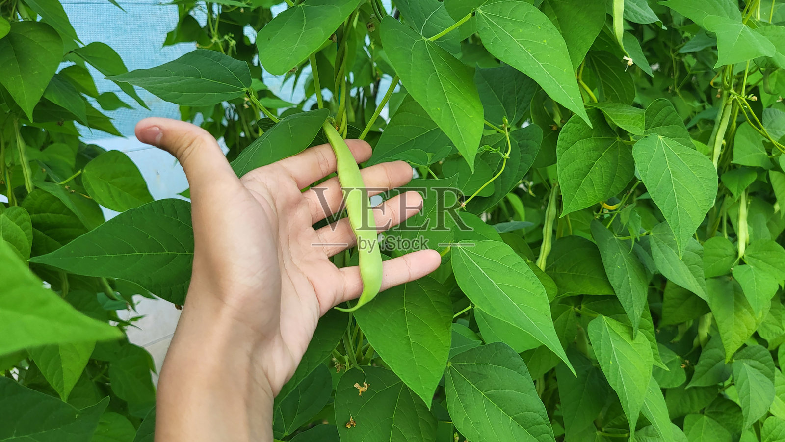 风中摇曳的豌豆照片摄影图片