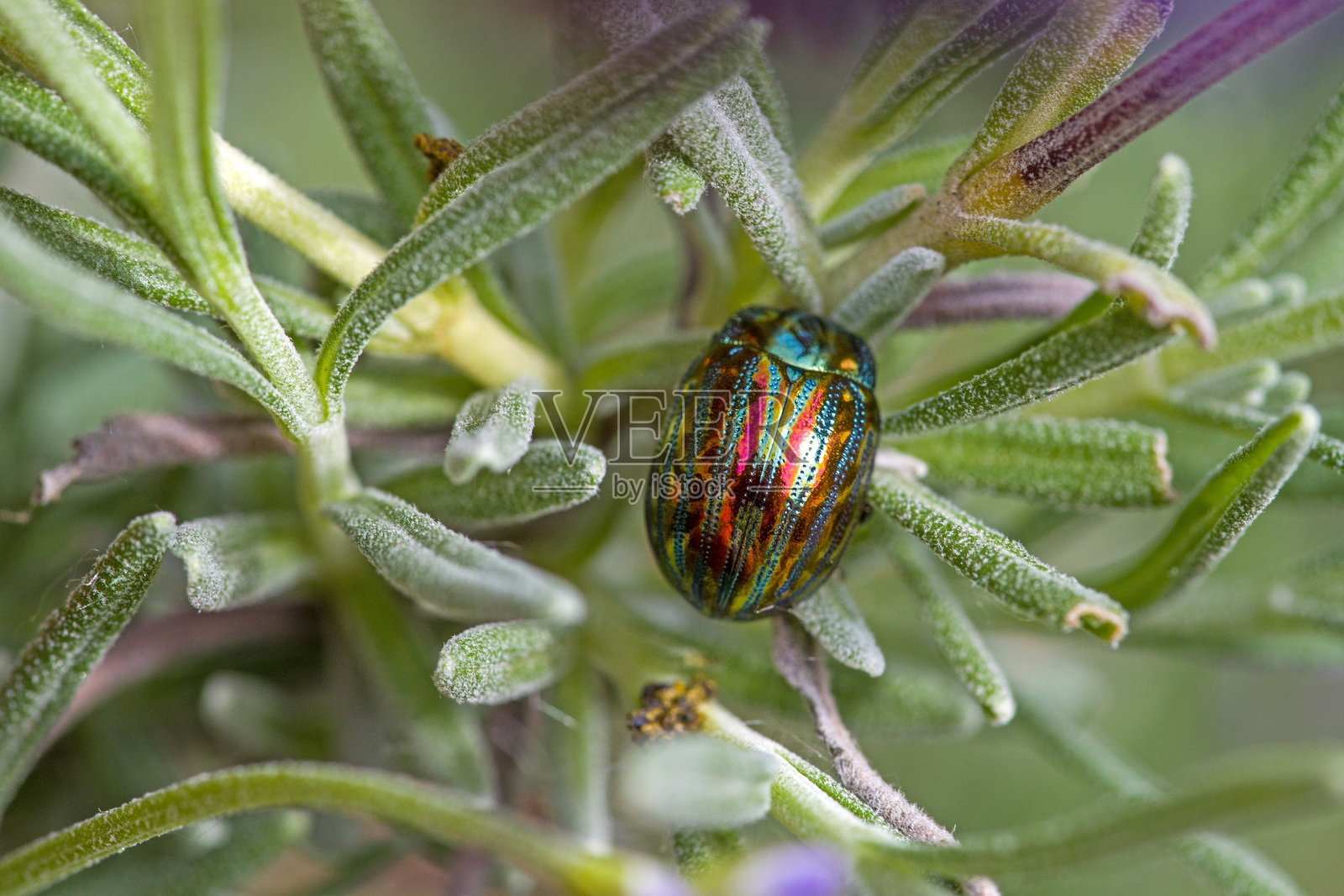 一只金属红绿闪光的迷迭香甲虫停在薰衣草的小枝上照片摄影图片