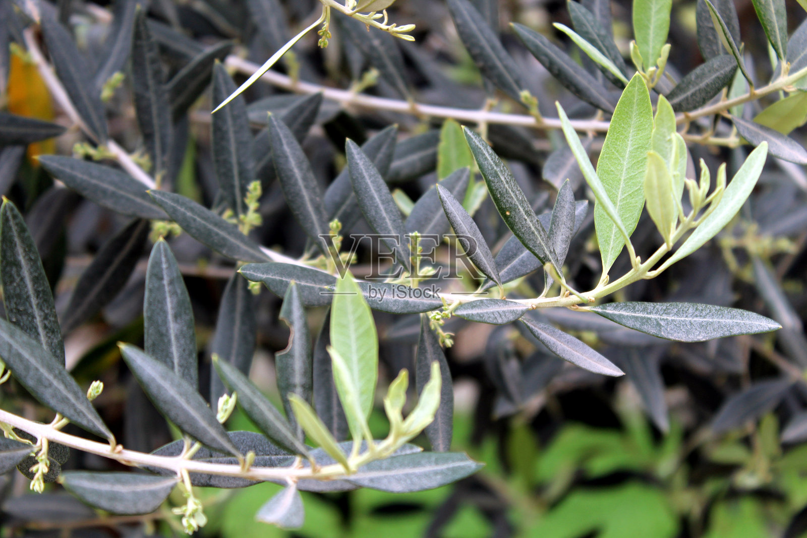 橄榄树，茂密的银绿色叶子照片摄影图片