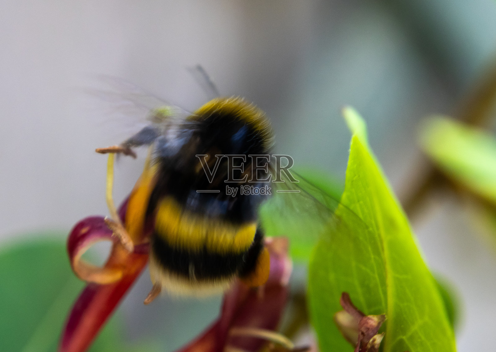 抽象的、有意模糊的蜜蜂在忍冬花上的特写，位于英格兰梅西塞德郡的威勒尔照片摄影图片