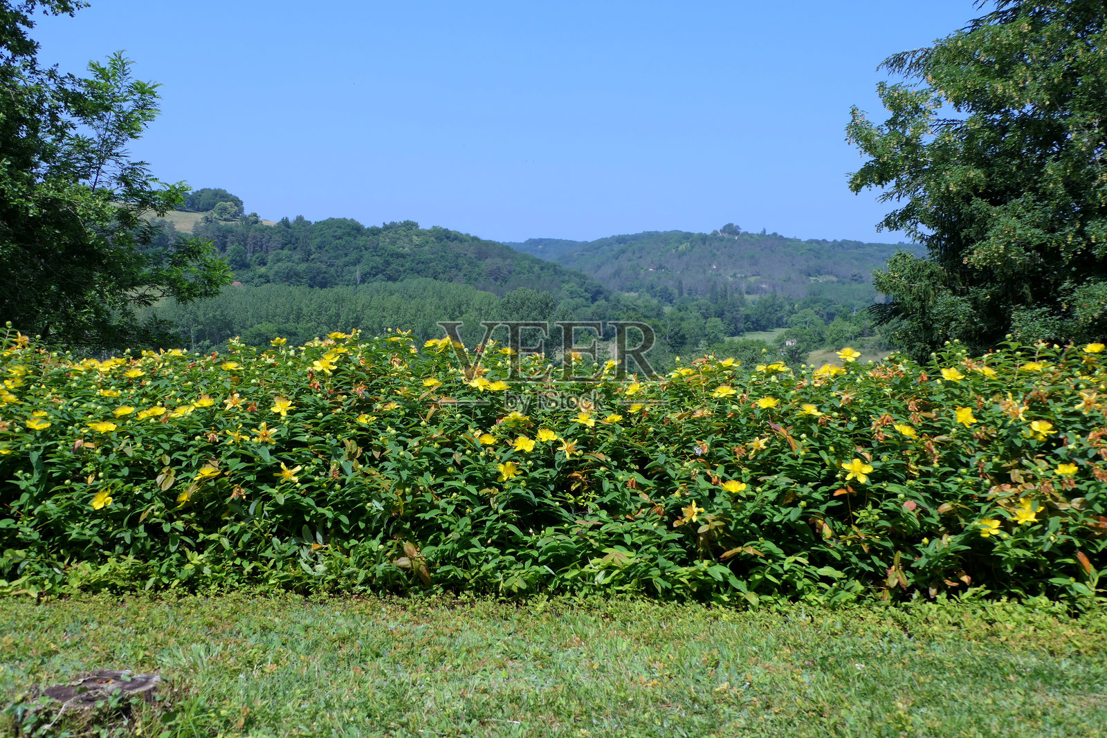 金丝桃照片摄影图片