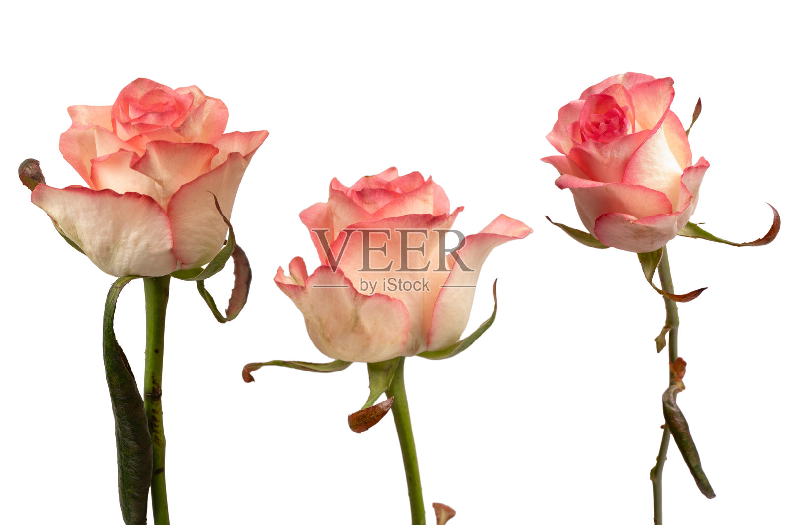 粉白色美丽玫瑰孤立在白色背景上。照片摄影图片