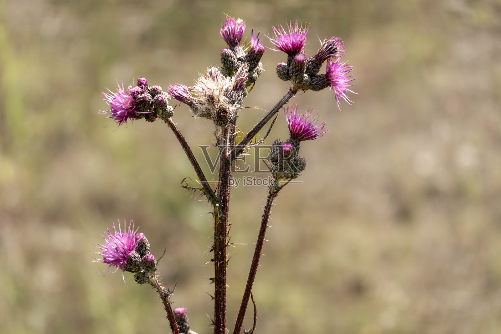 夏季草地上盛开的紫色花朵的爬行蓟照片摄影图片