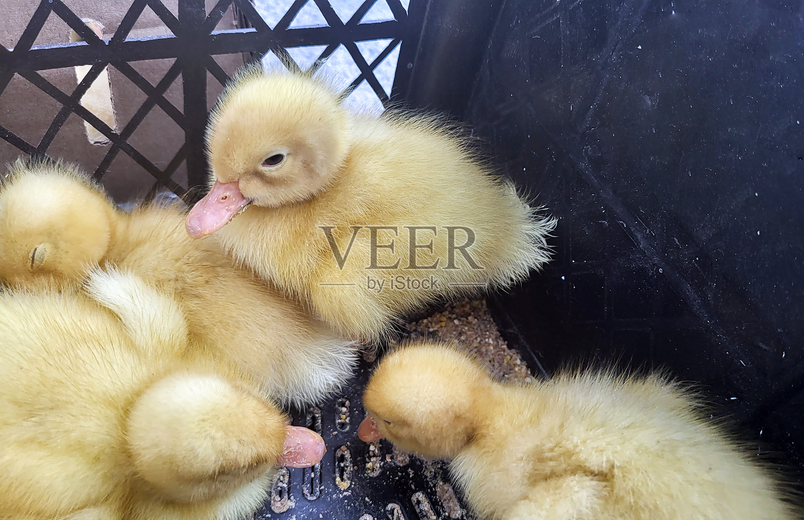 小鸭子们在一起睡觉，依偎在一起。照片摄影图片