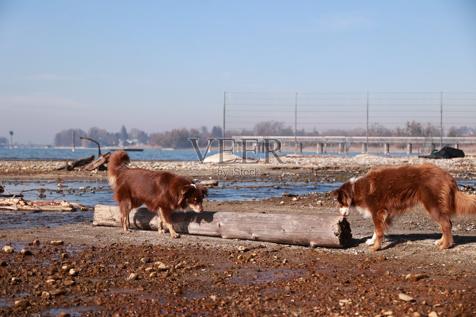 两只狗在海滩上嗅一根木头照片摄影图片