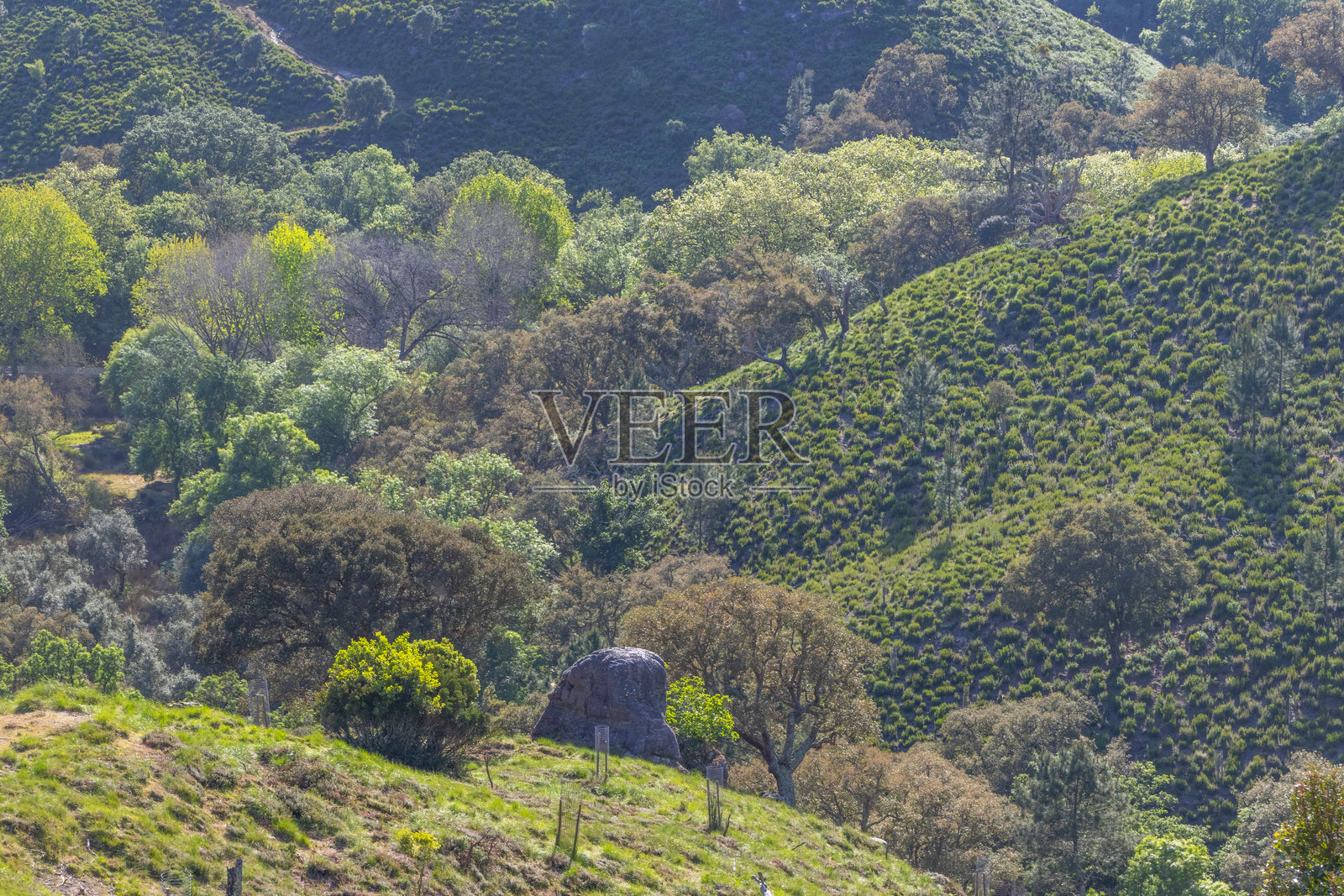 茂密的植被覆盖在葡萄牙马夫拉国家公园的起伏山丘上照片摄影图片