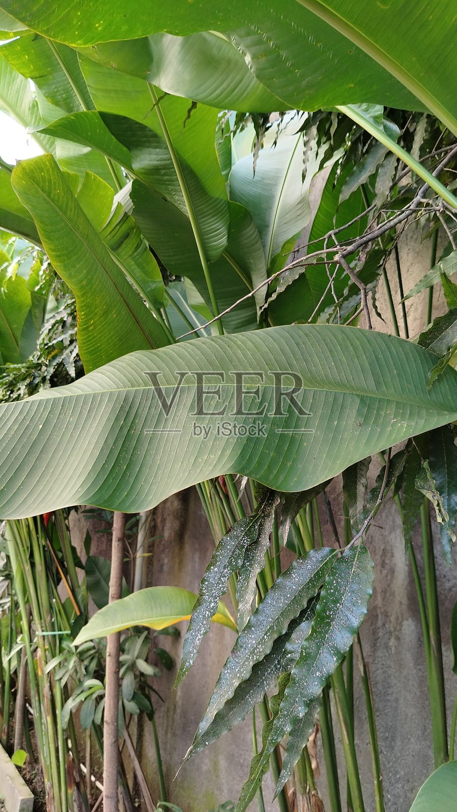 热带植物红掌的绿色叶子照片摄影图片