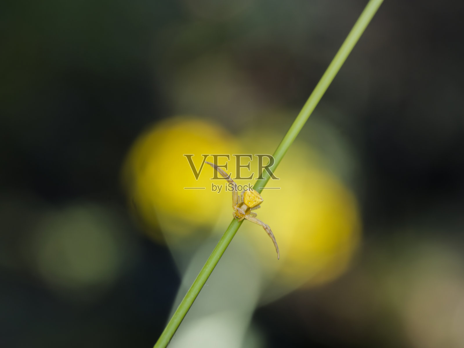 小黄蜘蛛在植物的叶子上，米苏梅娜·瓦提亚照片摄影图片