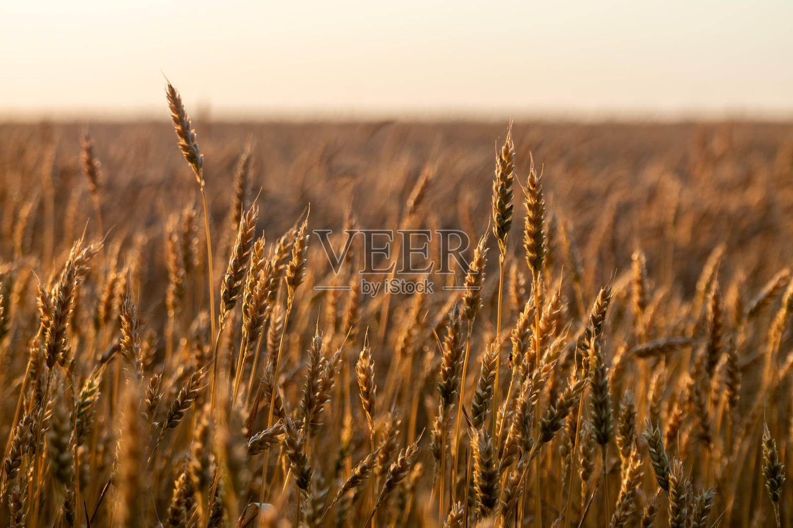 夏季乡村田野中成熟的小麦照片摄影图片