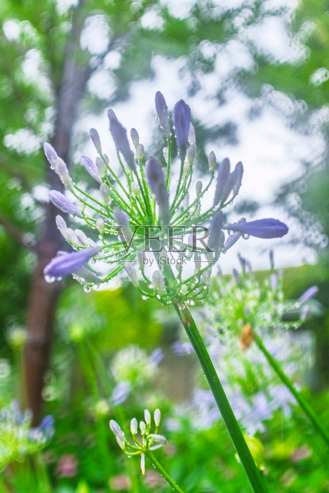雨中的紫丁香尼罗河百合照片摄影图片