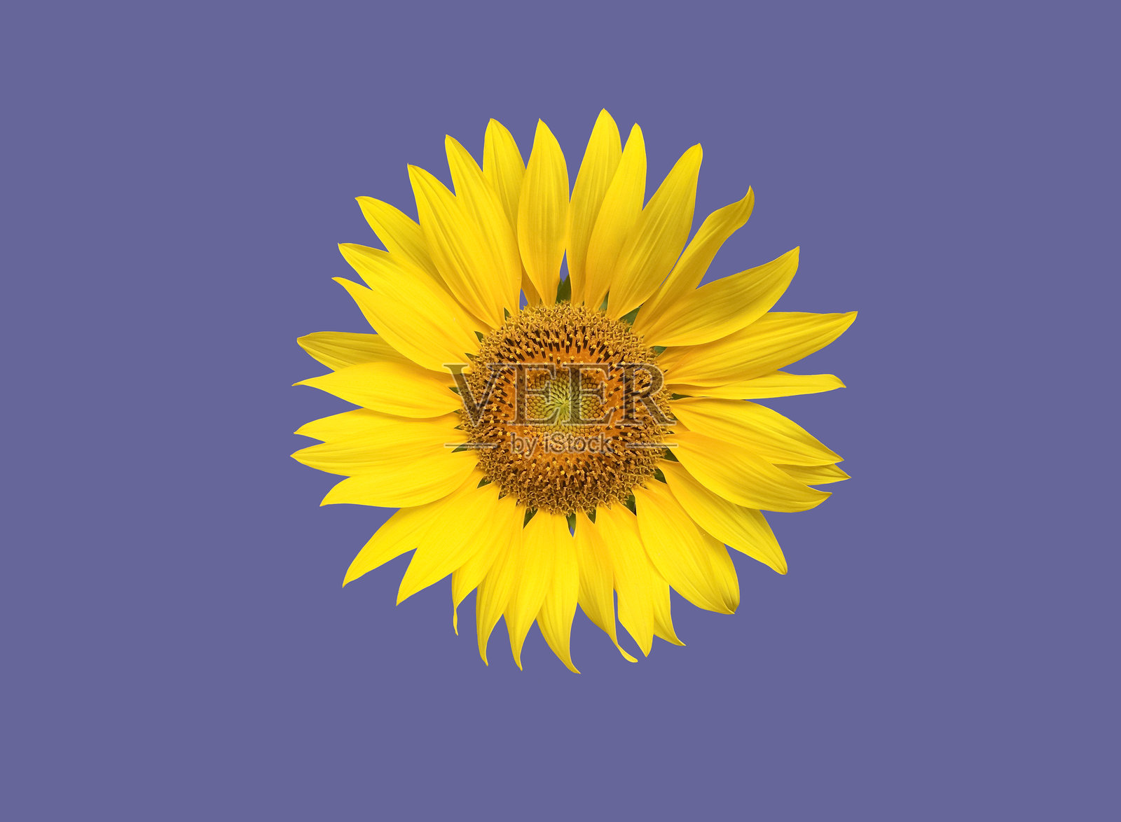 向日葵花照片摄影图片