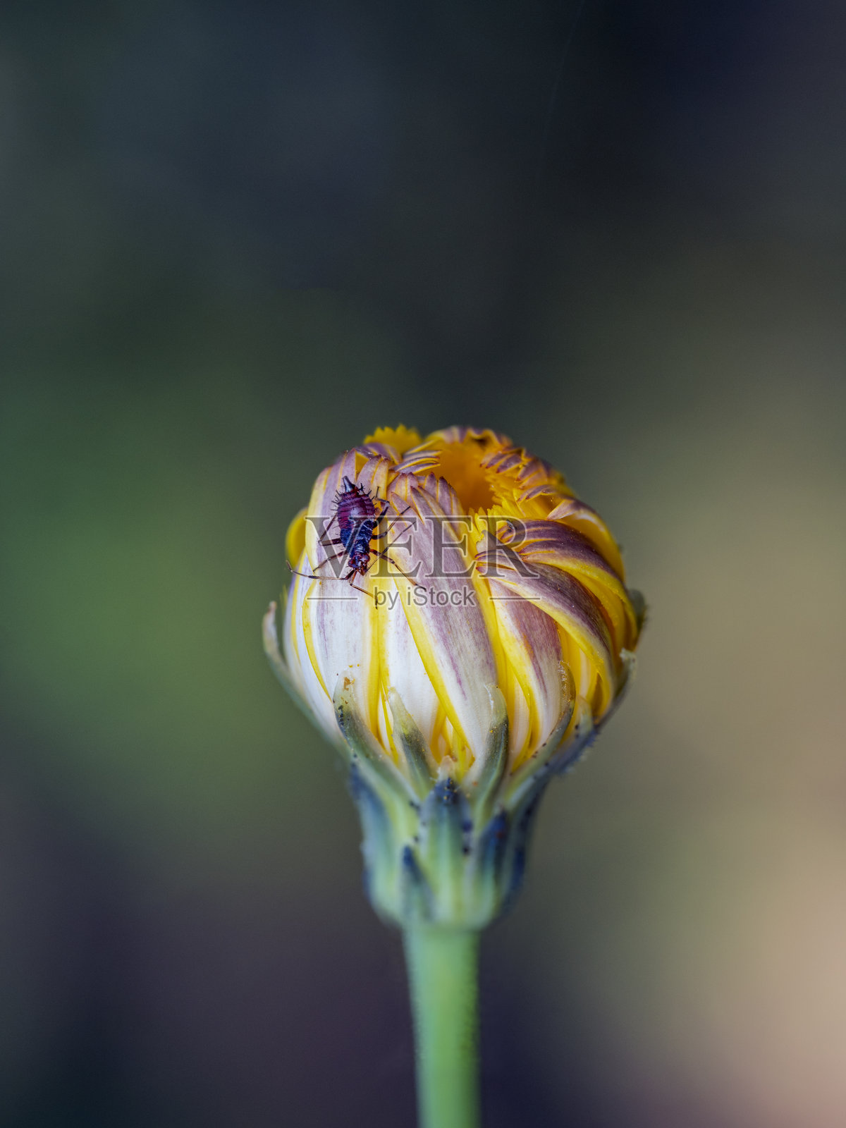 昆虫在蒲公英花上照片摄影图片