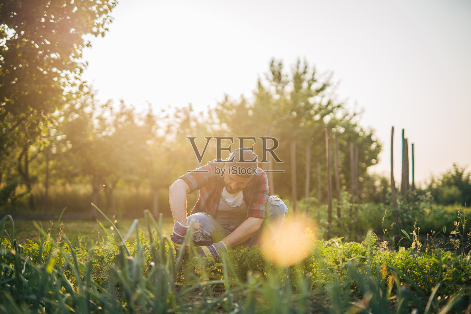 农民在日落时分照料他菜园里的植物照片摄影图片