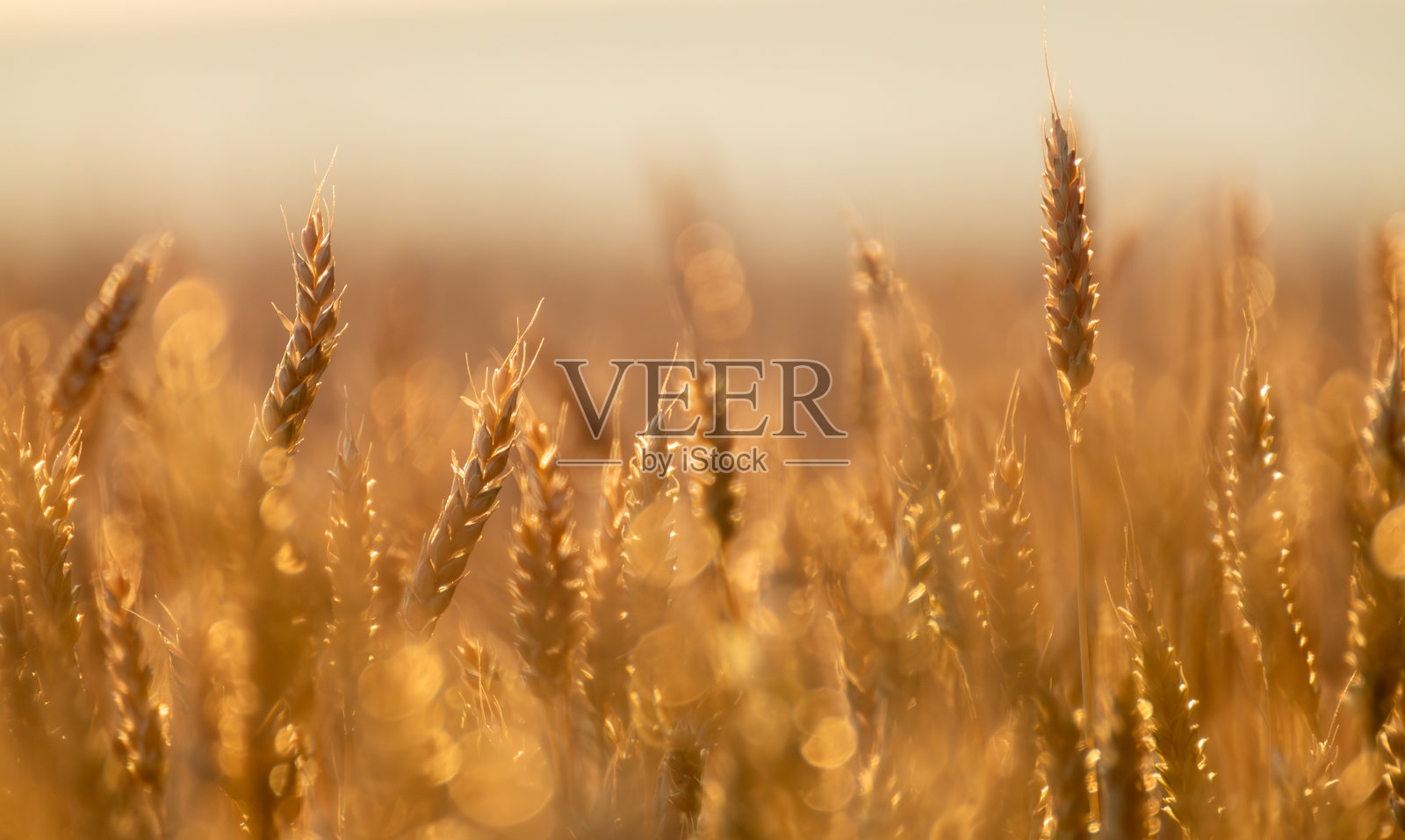 阳光明媚的乡村中金色小麦正在生长照片摄影图片