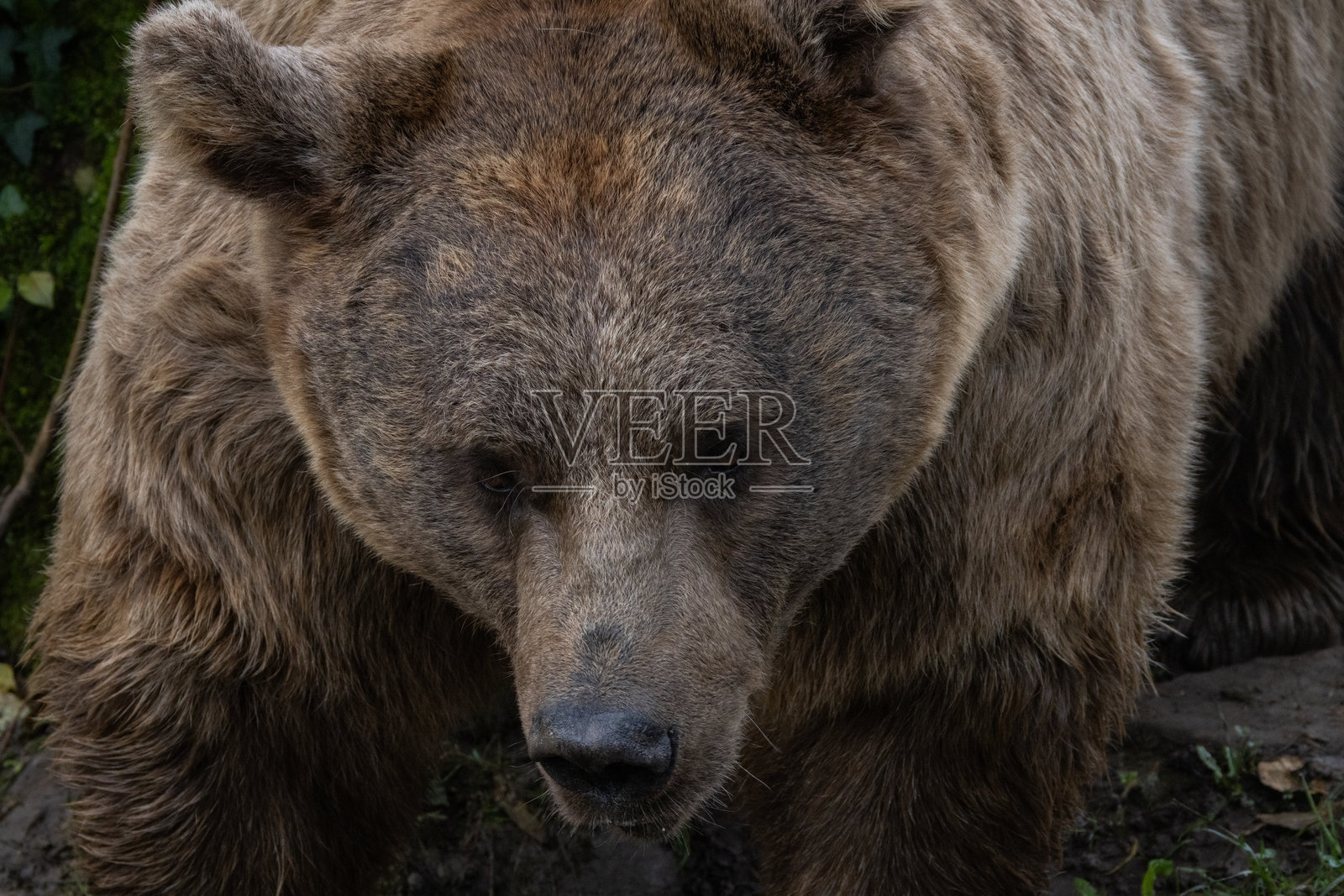 阿拉斯加海岸的灰熊。照片摄影图片