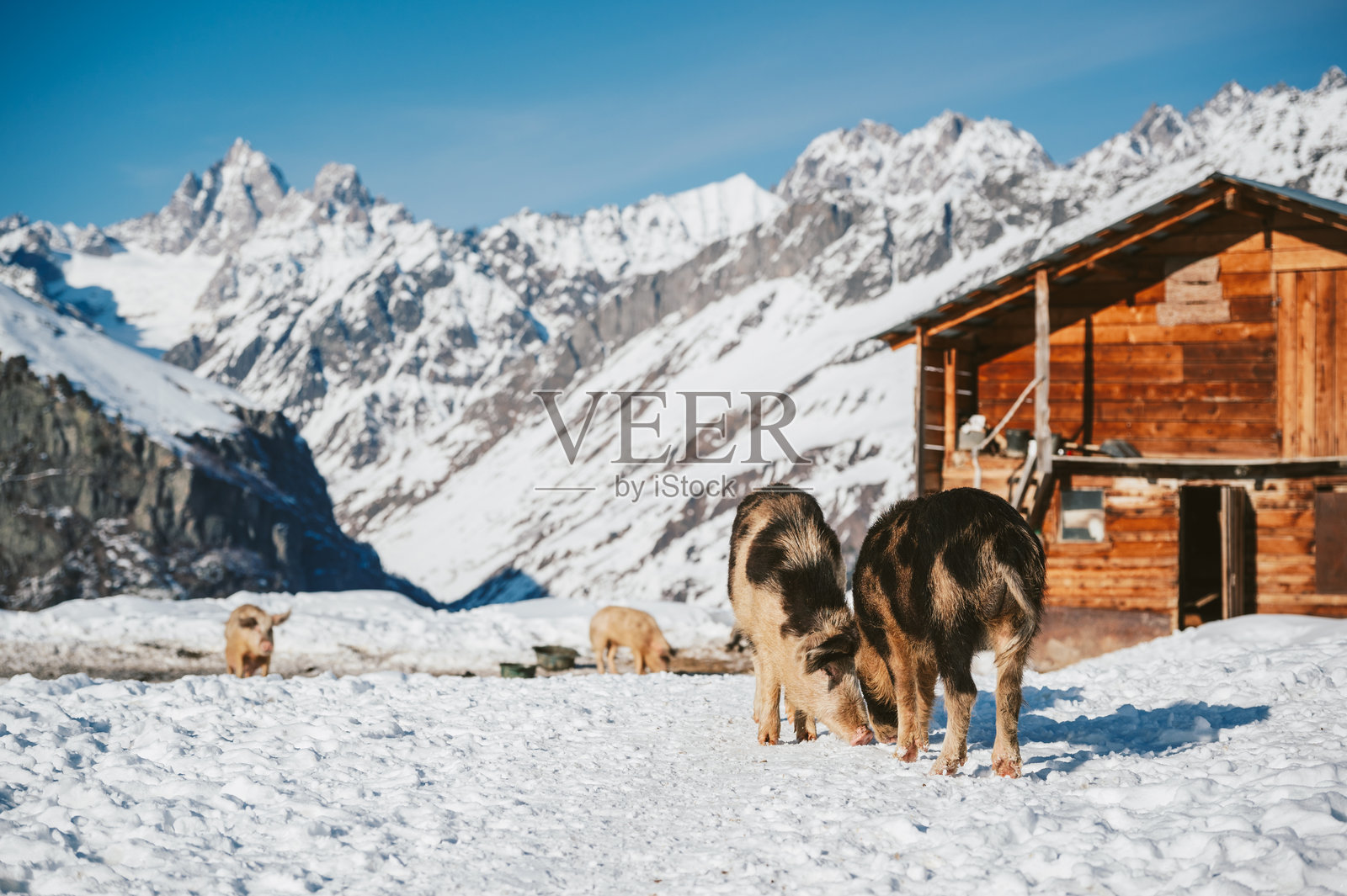 生活在山村里的猪。格鲁吉亚高加索山脉的猪。照片摄影图片