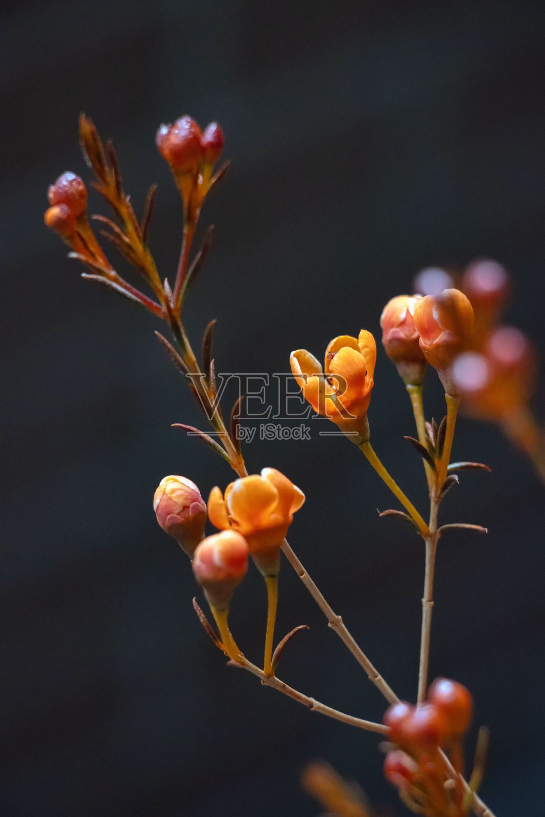 鲜艳的橙色花朵特写照片摄影图片