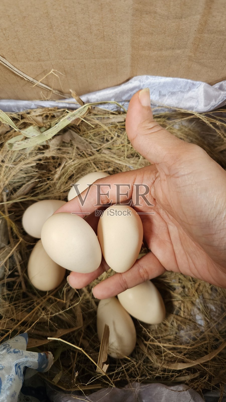有人正在从鸟巢中取出一个鸡蛋。照片摄影图片